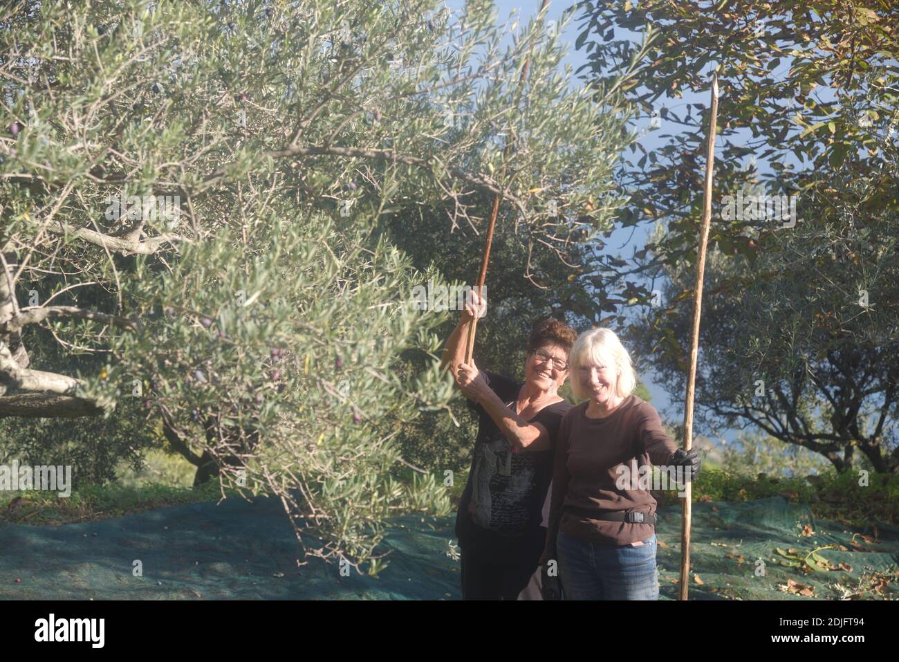 Olive harvest in rural Messina Sicily english couple abroad Stock Photo