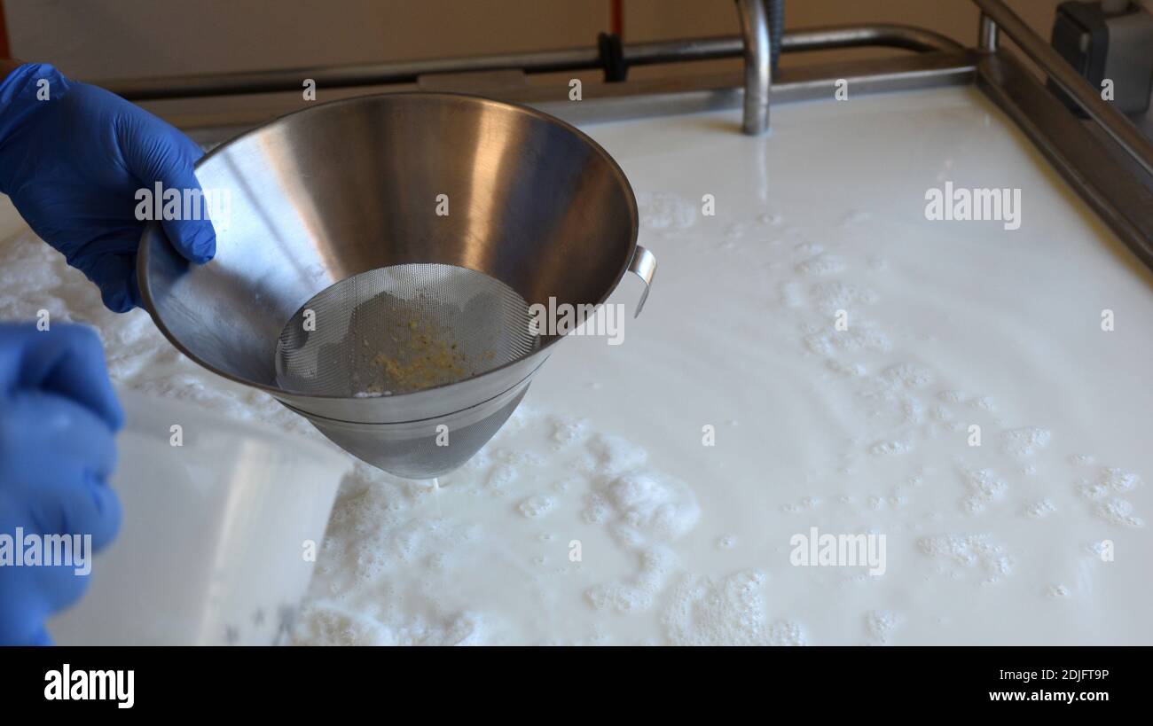 Remains of natural rennet in a metal strainer Stock Photo - Alamy
