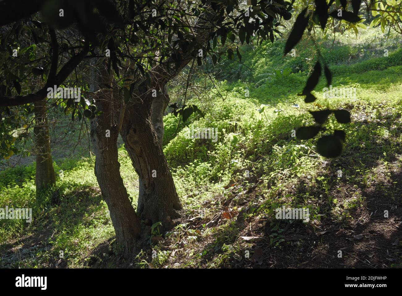 Olive harvest in rural Messina Sicily english couple abroad Stock Photo