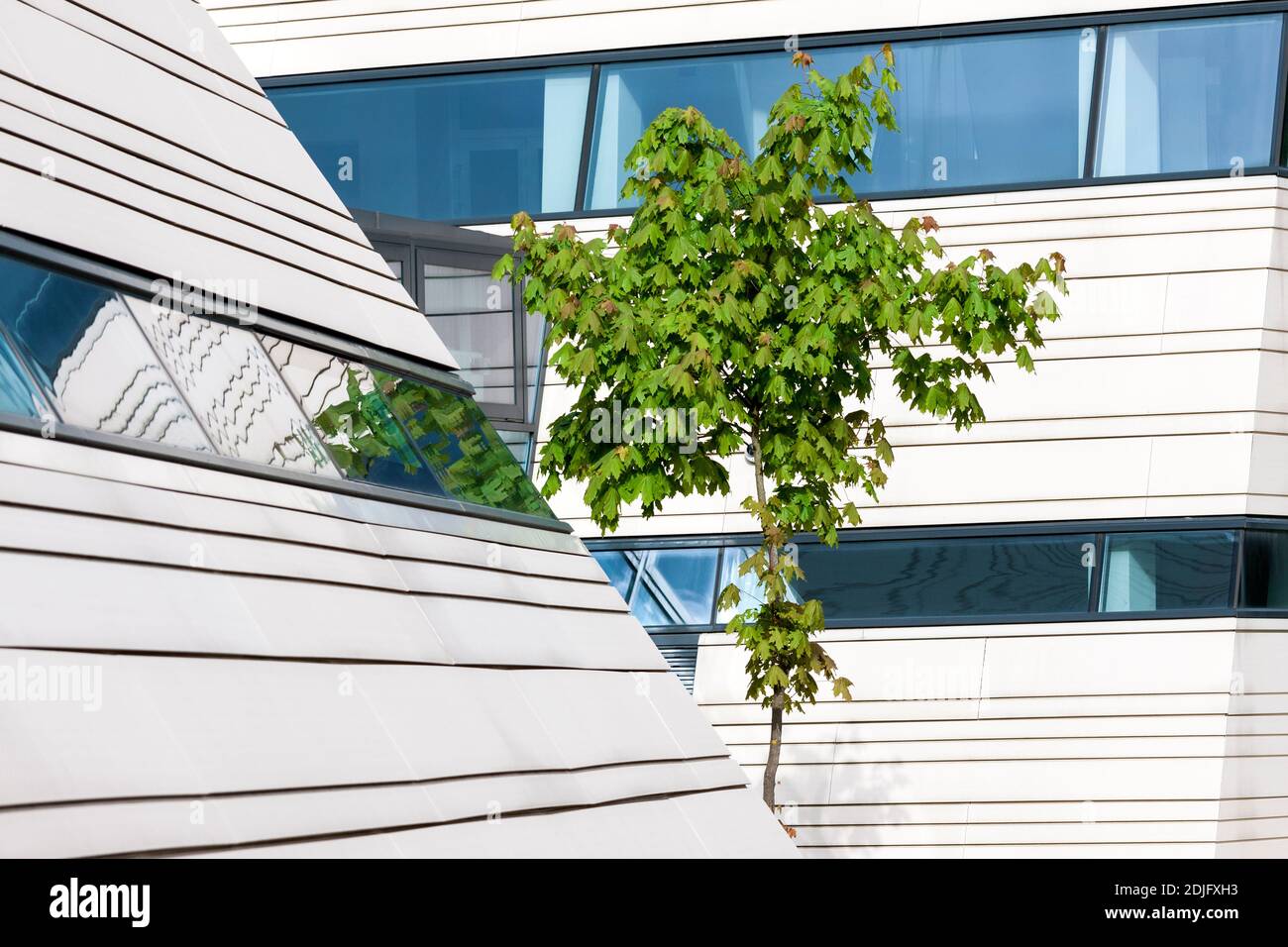 Young green maple tree in background of modern architecture building Stock Photo