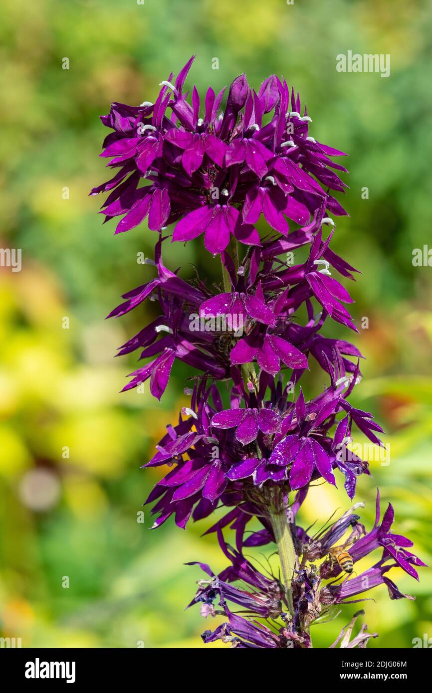 Close up of a purple cardinal flower (lobelia cardinalis) in bloom