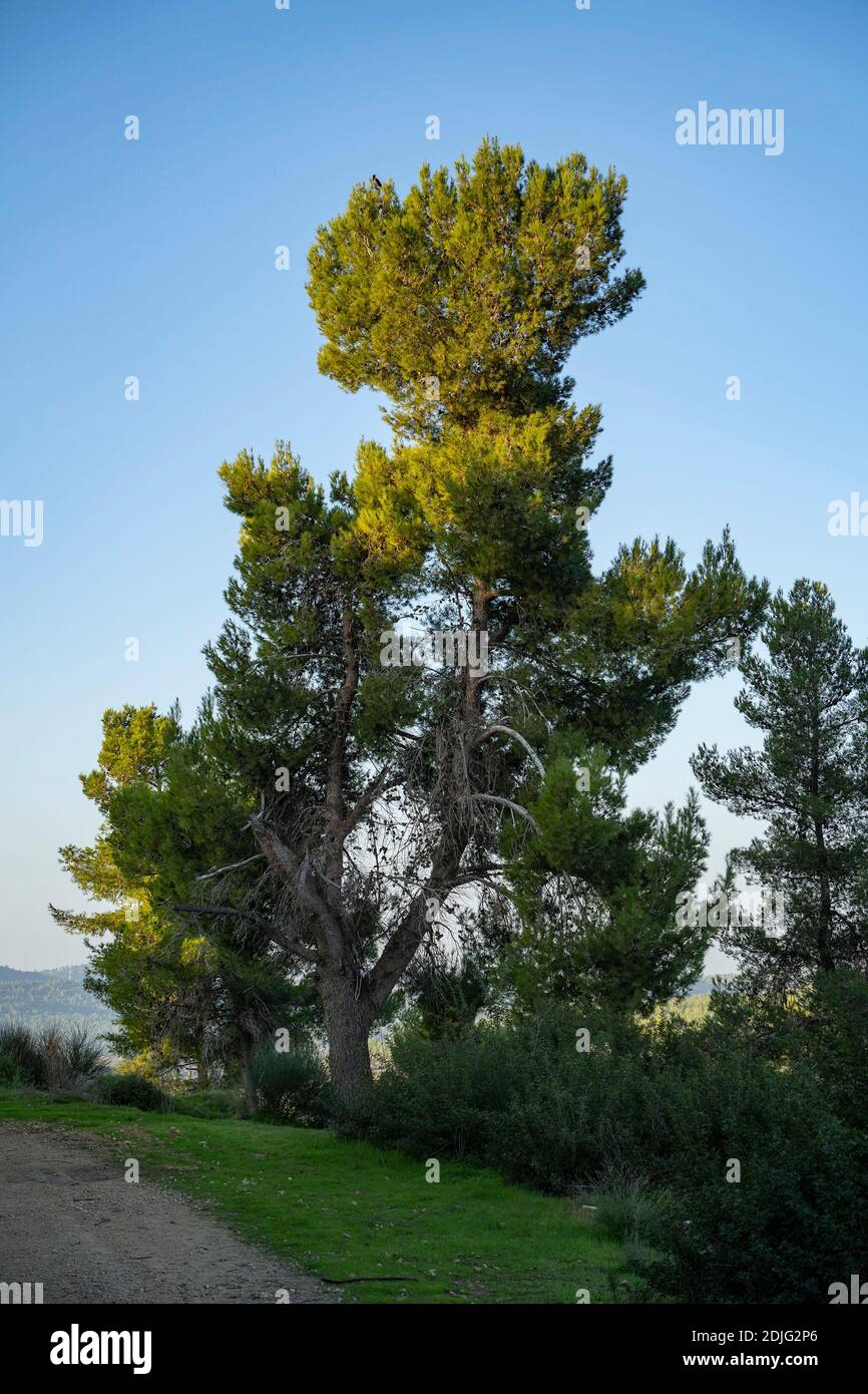 A large specimen of an Aleppo pine tree in the Judea Mountains, near