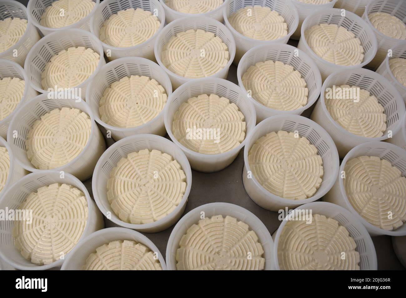 Fresh cheese in molds on a stainless steel tray. Cheese making. Stock Photo