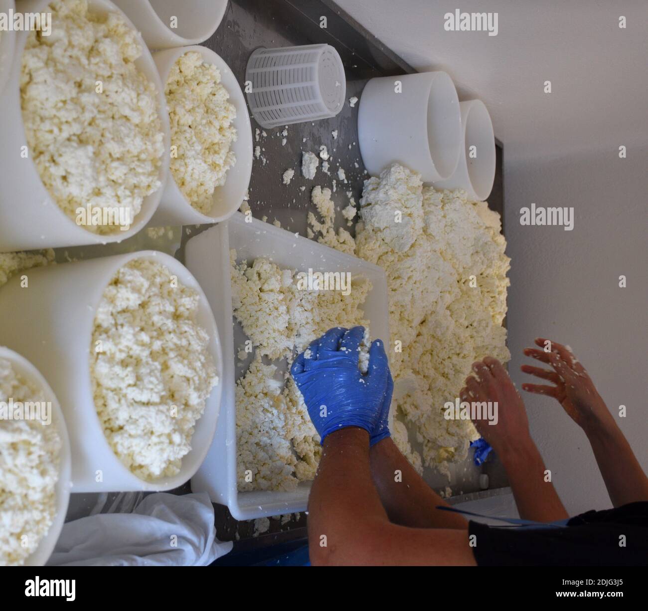 Cheese makers crumbling the curd and filling cheese molds. Focus on the