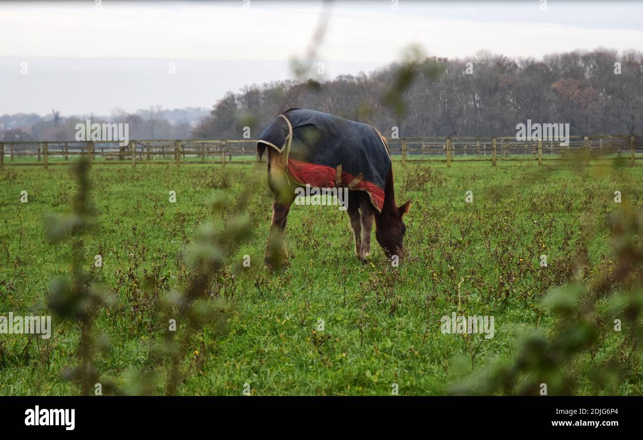 Horse wearing coat hires stock photography and images Alamy