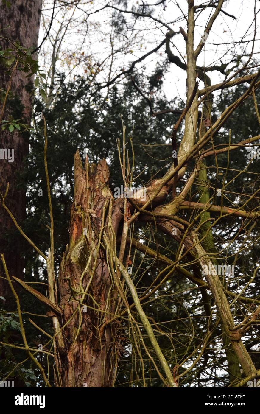 dead tree branches Stock Photo Alamy