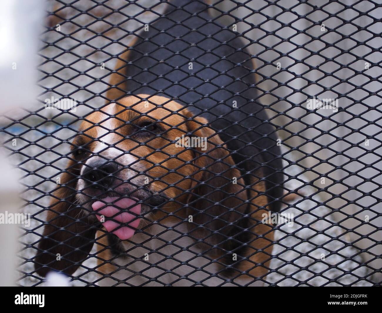 Zoo animals road hires stock photography and images Alamy