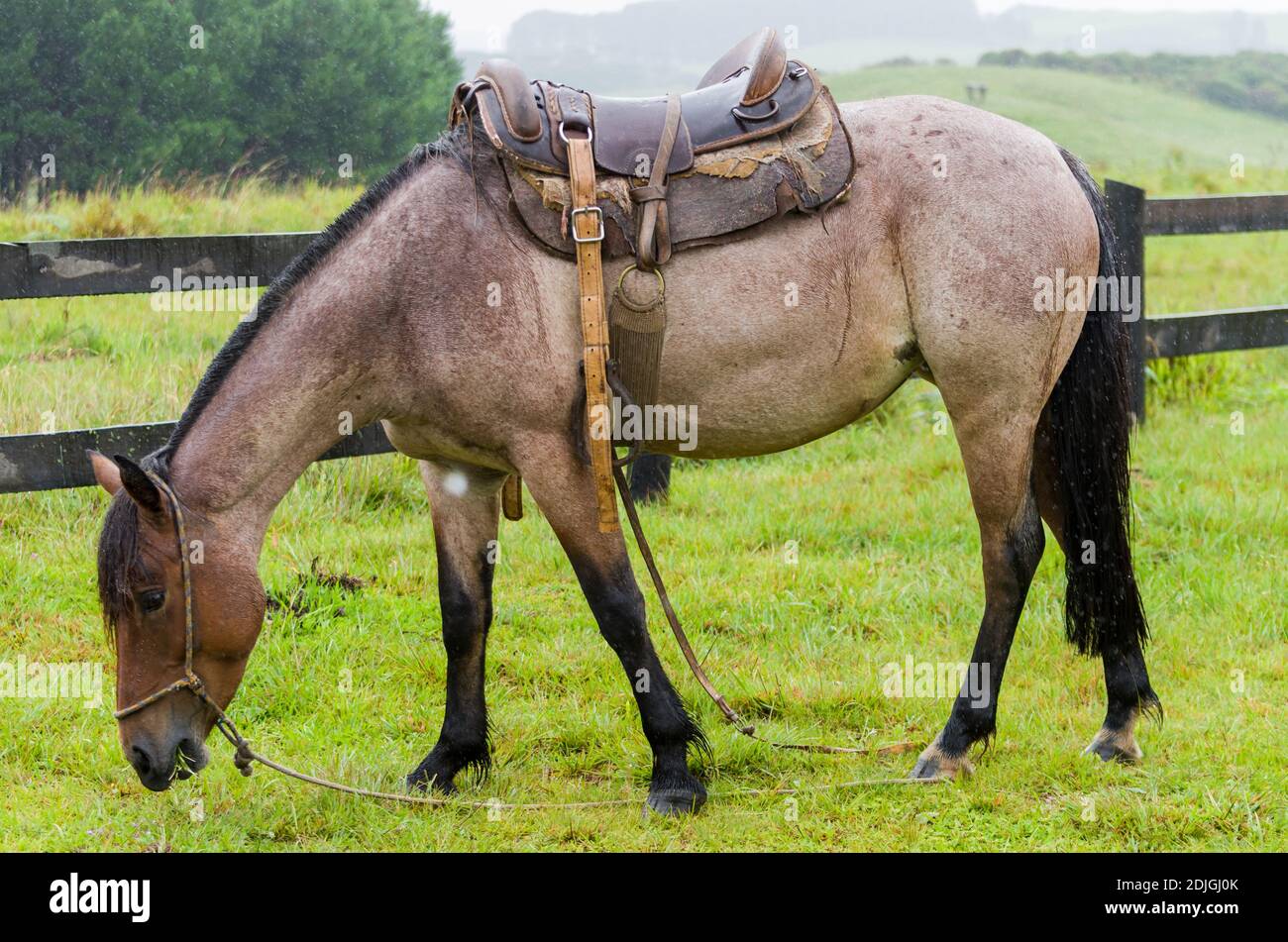 Native horses hi-res stock photography and images - Alamy