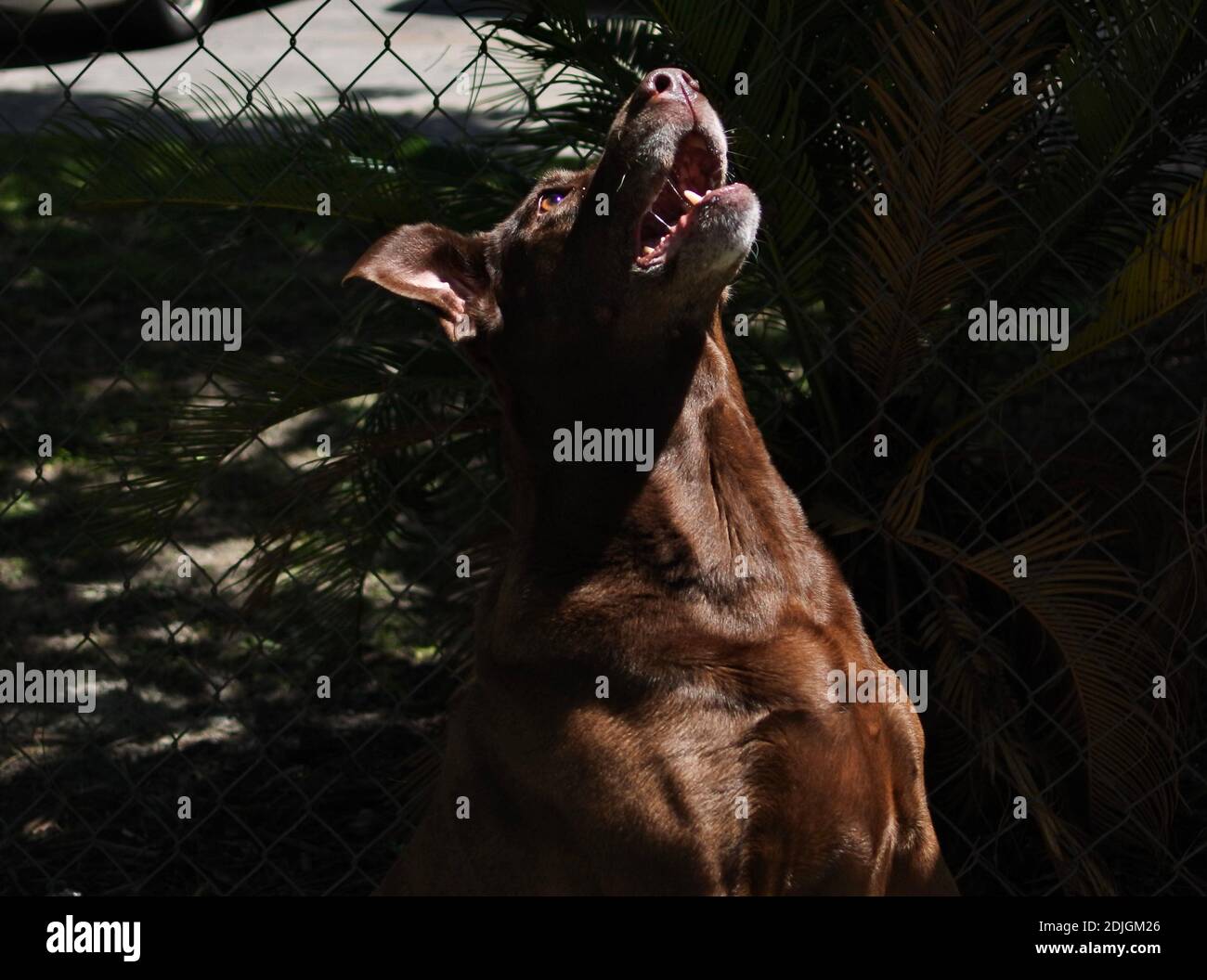 View Of A Dog Grabbing Treat Stock Photo Alamy