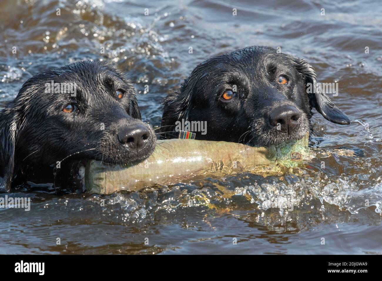 razor sharp retrievers