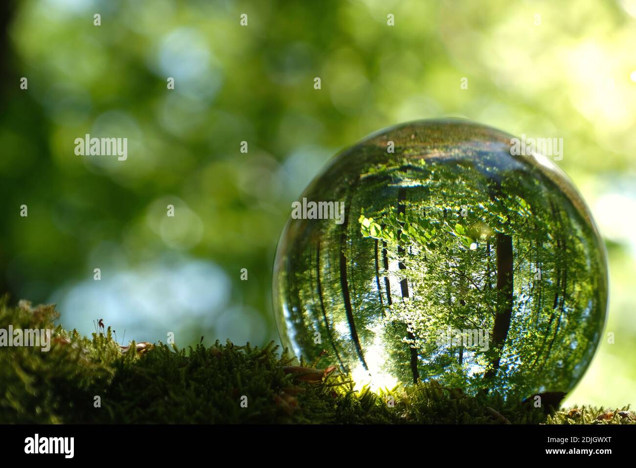Reflection Of Bright Young Green Spring Leaves, Trees And Moss Inside Lensball. Stock Photo