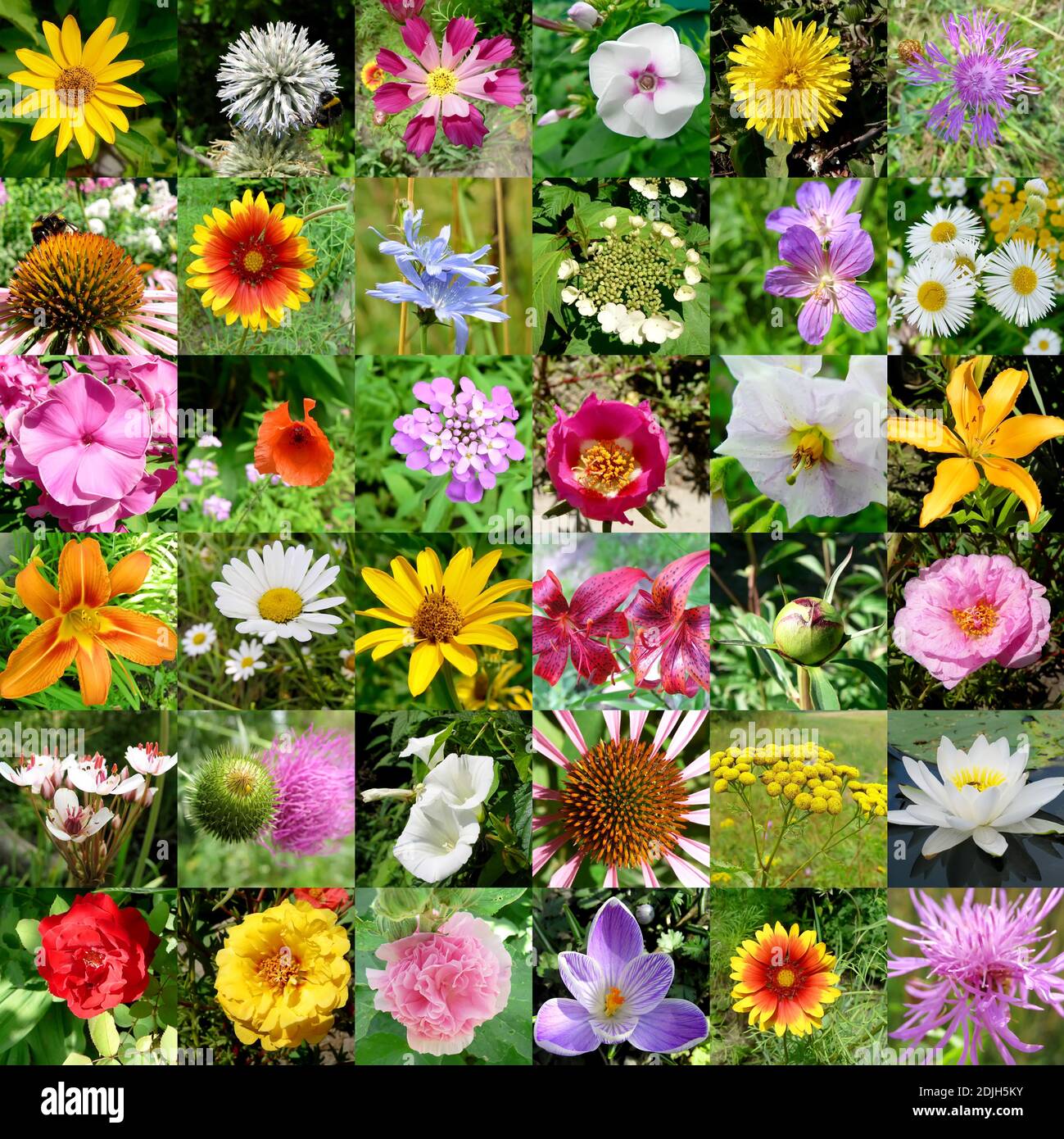 big collection of different flowers Stock Photo - Alamy