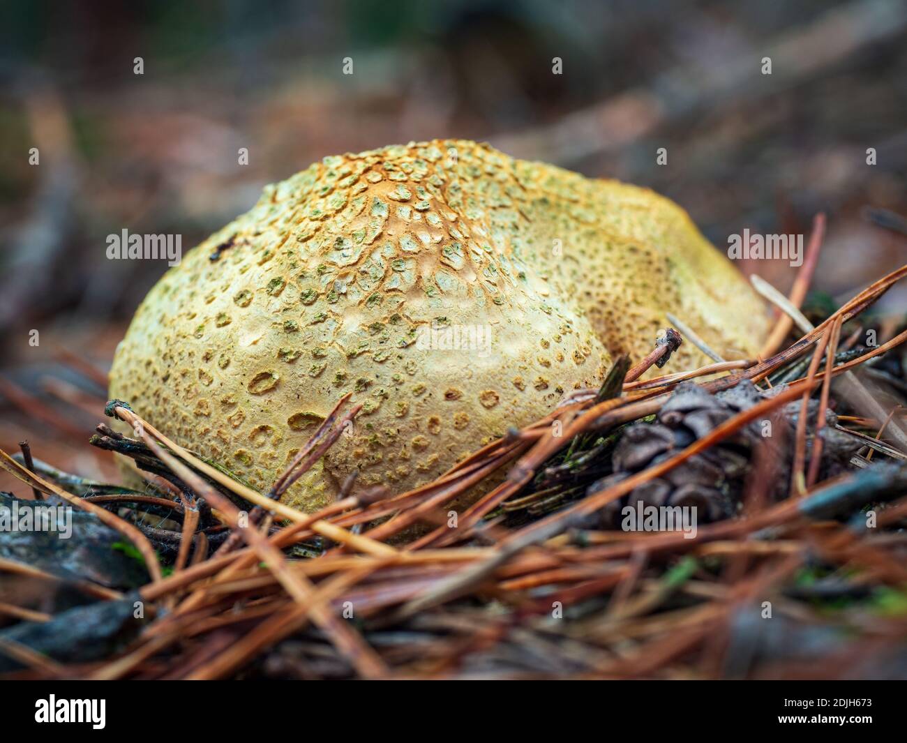 Close-up of common earthball wild mushroom called common earthball, pigskin poison puffball, or common earth ball. Scleroderma citrinum. Outer walls o Stock Photo