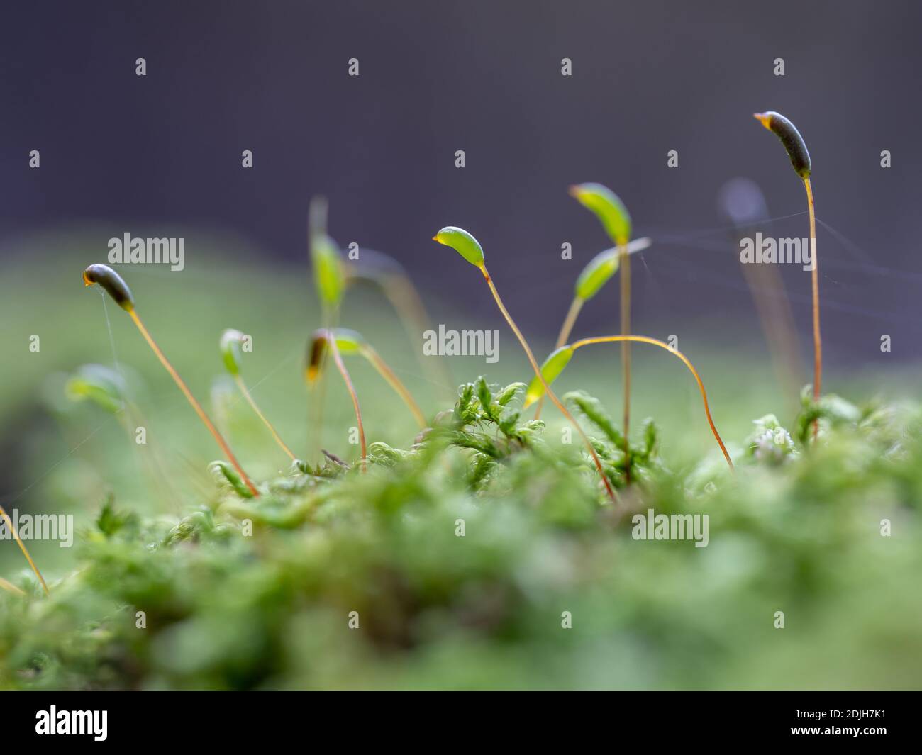 Close-up of red-stemmed feathermoss and stems' capsules. Pleurozium schreberi also known as Schreber's big red stem moss. Selective focus with blurred Stock Photo