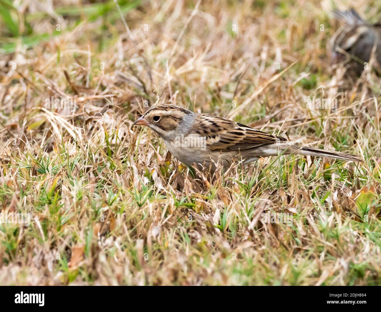 Clay-colored sparrow, Spizella pallida, a migrant sparrow in San Diego, California Stock Photo
