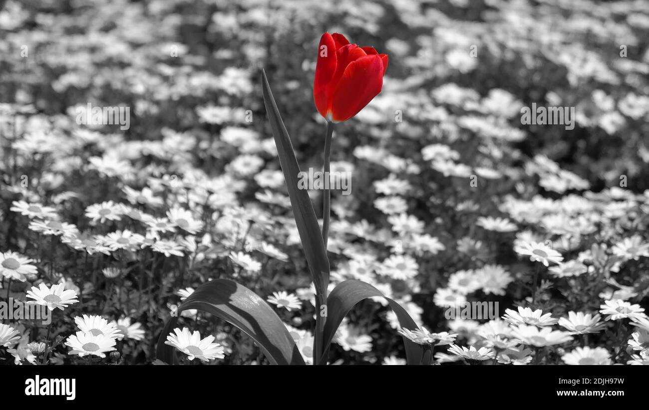 Tulips, red, fresh spring flowers with water drops. black white with one red flower, Single color red garden tulip and daisy isolated by black & white Stock Photo