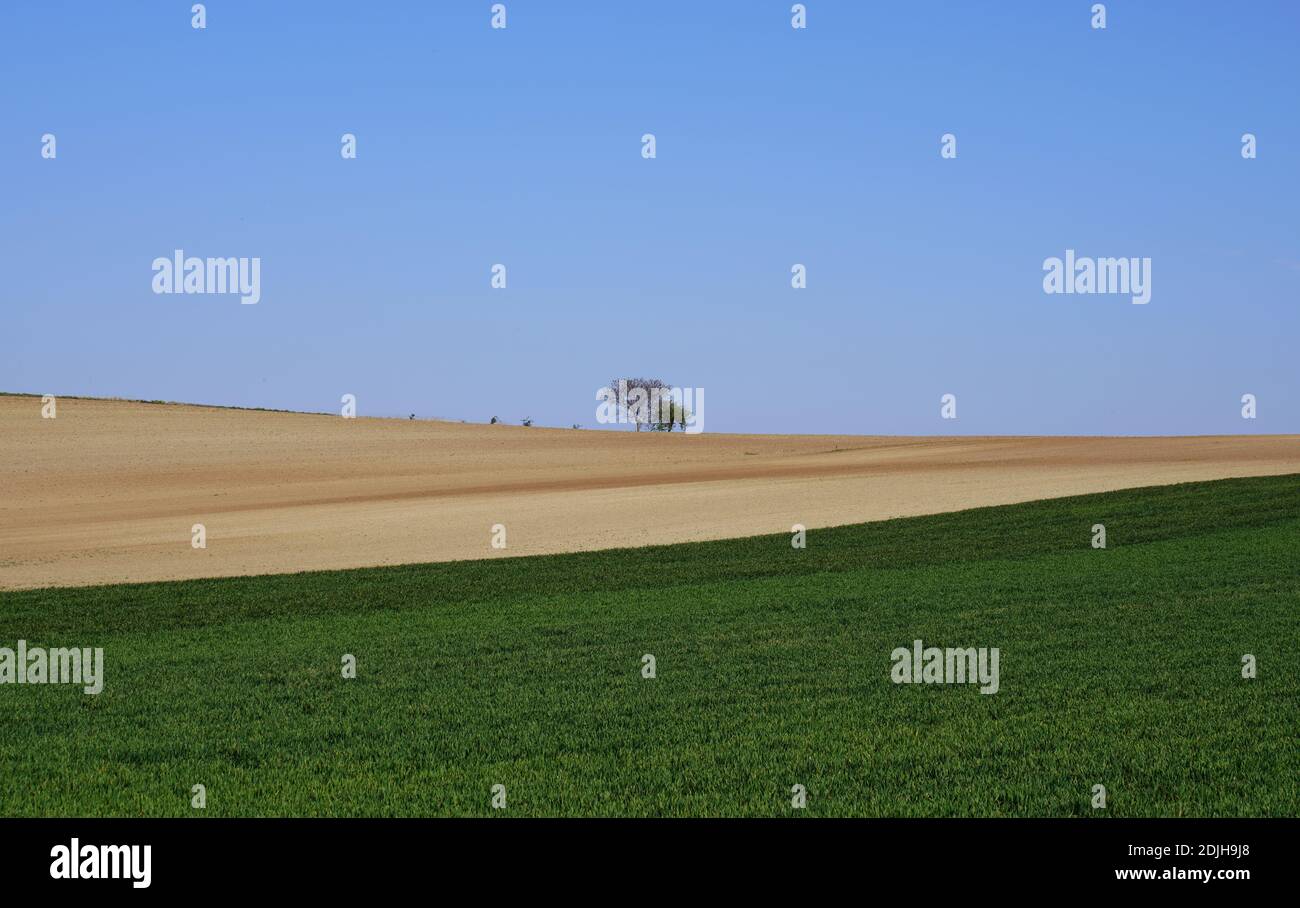 Scenic view of agricultural field Stock Photo
