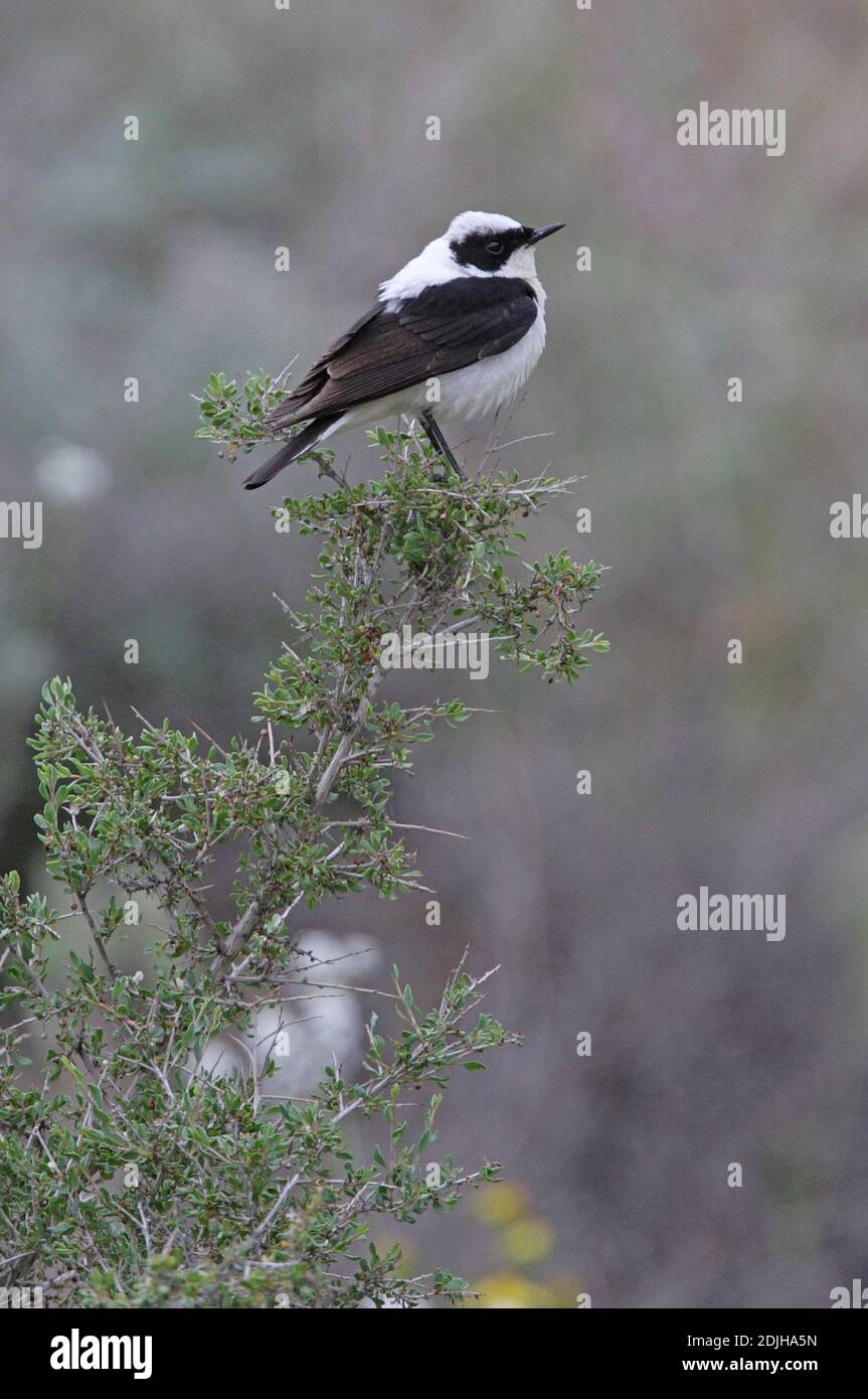 Black-eared Wheatear (Oenanthe hispanica melanoleuca) pale throated male perched on bush  Armenia          May Stock Photo