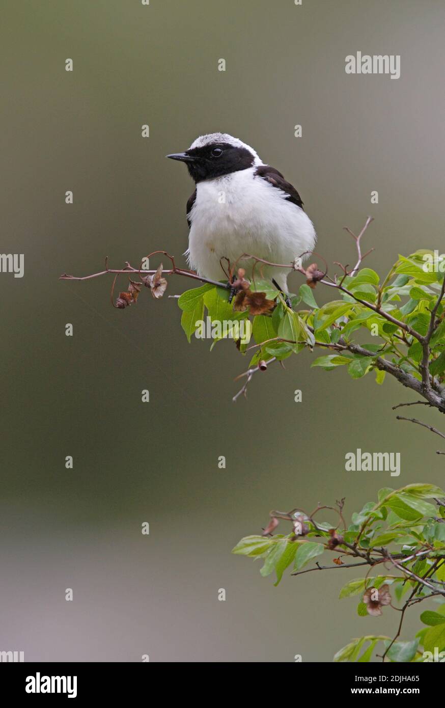 Black-eared Wheatear (Oenanthe hispanica melanoleuca) black throated male perched on bush  Armenia          May Stock Photo