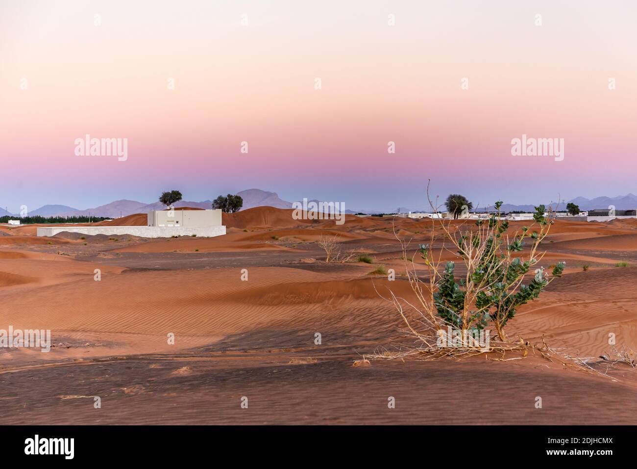 Desert landscape with sand dunes, pink sunset sky and Purple Crown Flower plant (Calotropis procera), Al Madam ghost town buried in sand, United Arab Stock Photo