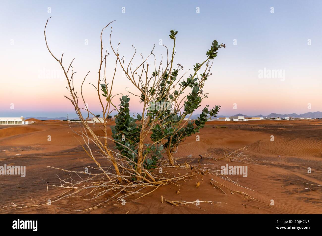 Purple Crown Flower plant (Calotropis procera), single dry bush in the desert, United Arab Emirates. Stock Photo
