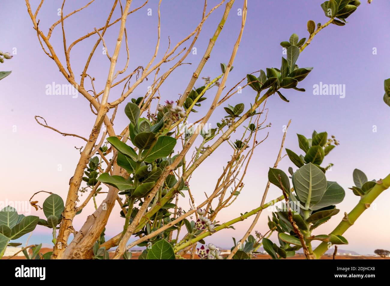 Purple Crown Flower plant (Calotropis procera), dry branches and leaves with purple sky in the background, close-up view. Stock Photo