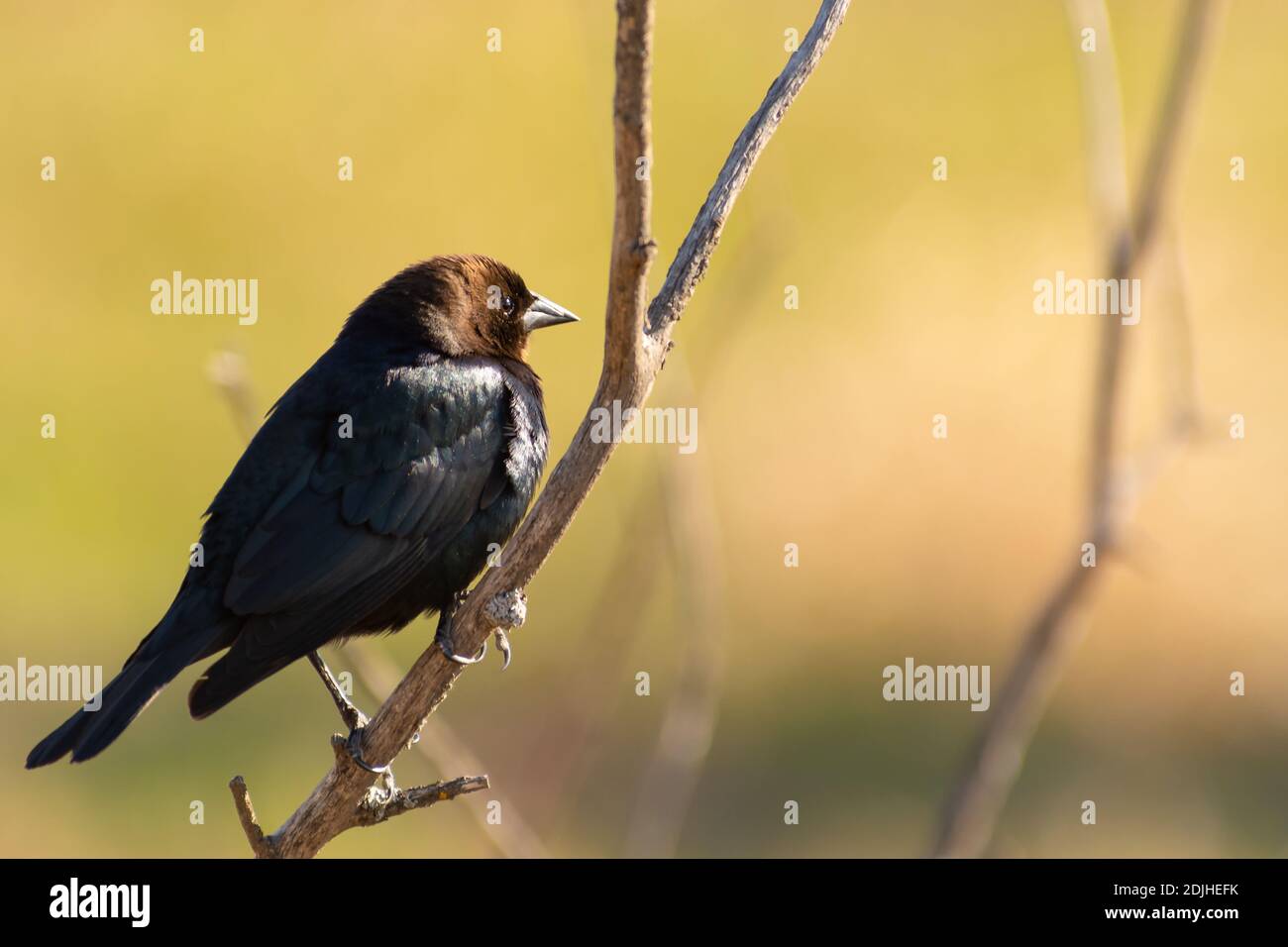 A male brown-headed cowbird, Molothrus ater, perched on a branch in a wetland in central Alberta Canada Stock Photo