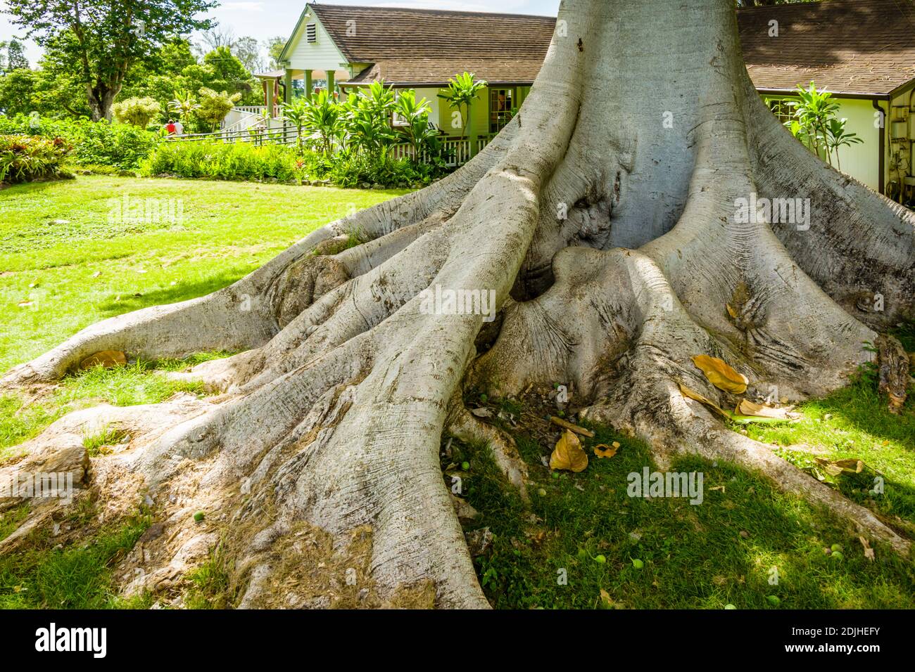 Maui, Hawaii, Upcountry, MauiWine (formerly known as Tedeshi Winery), Ornamental Fig Tree with Huge Roots Stock Photo