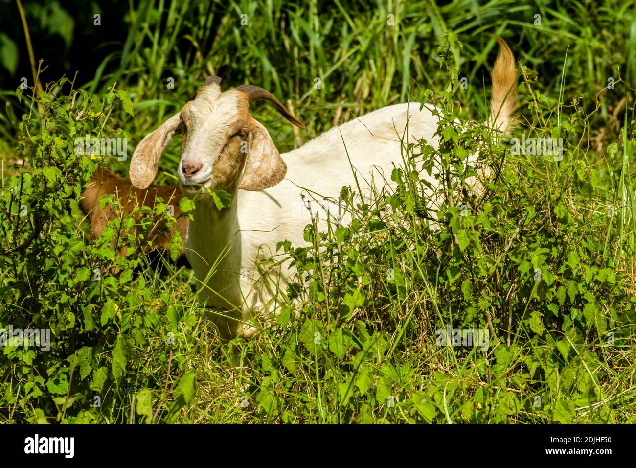Maui, Hawaii, Upcountry, MauiWine (formerly known as Tedeshi Winery), Goats Stock Photo