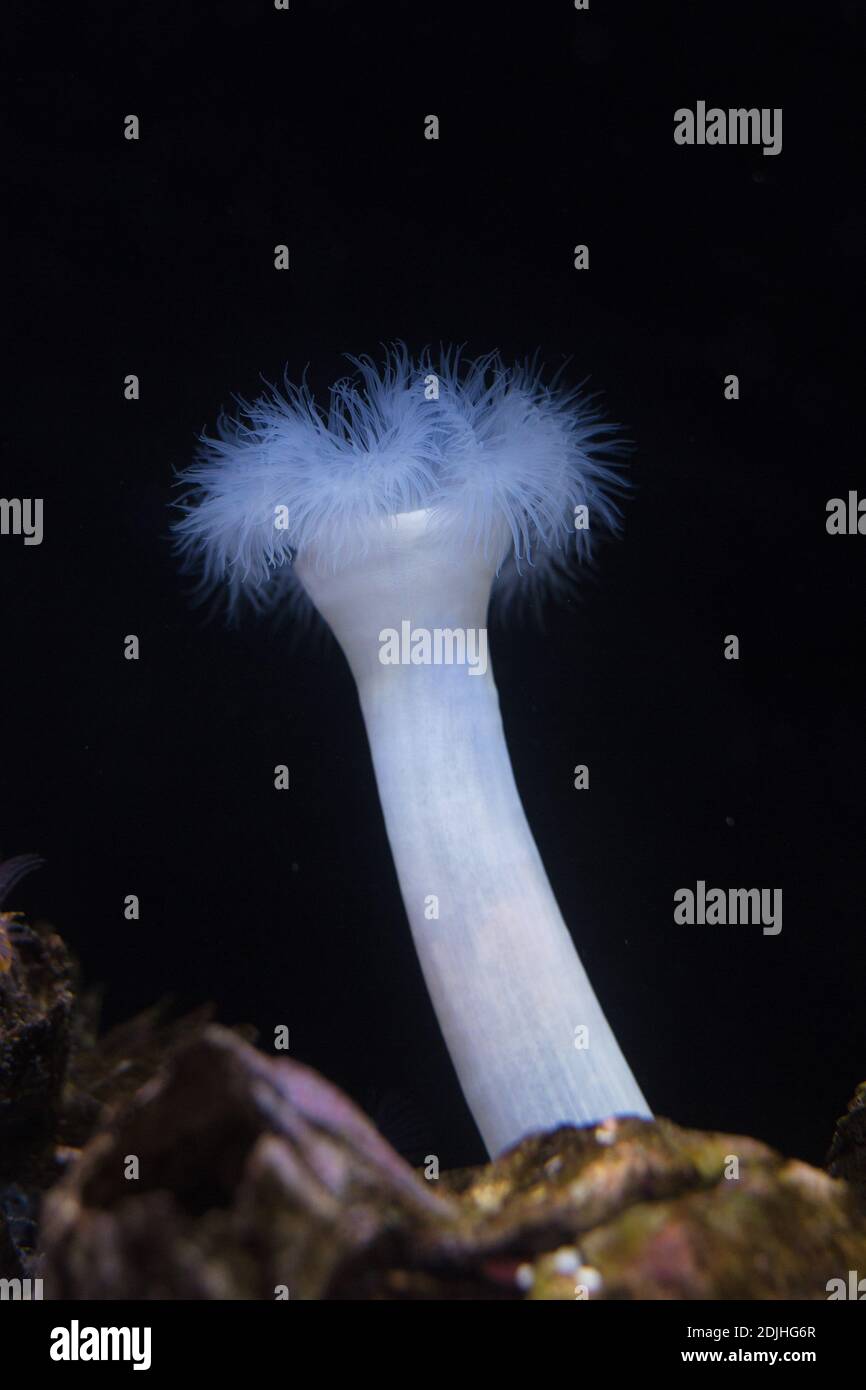 Metridium farcimen - giant plumose anemone. Stock Photo