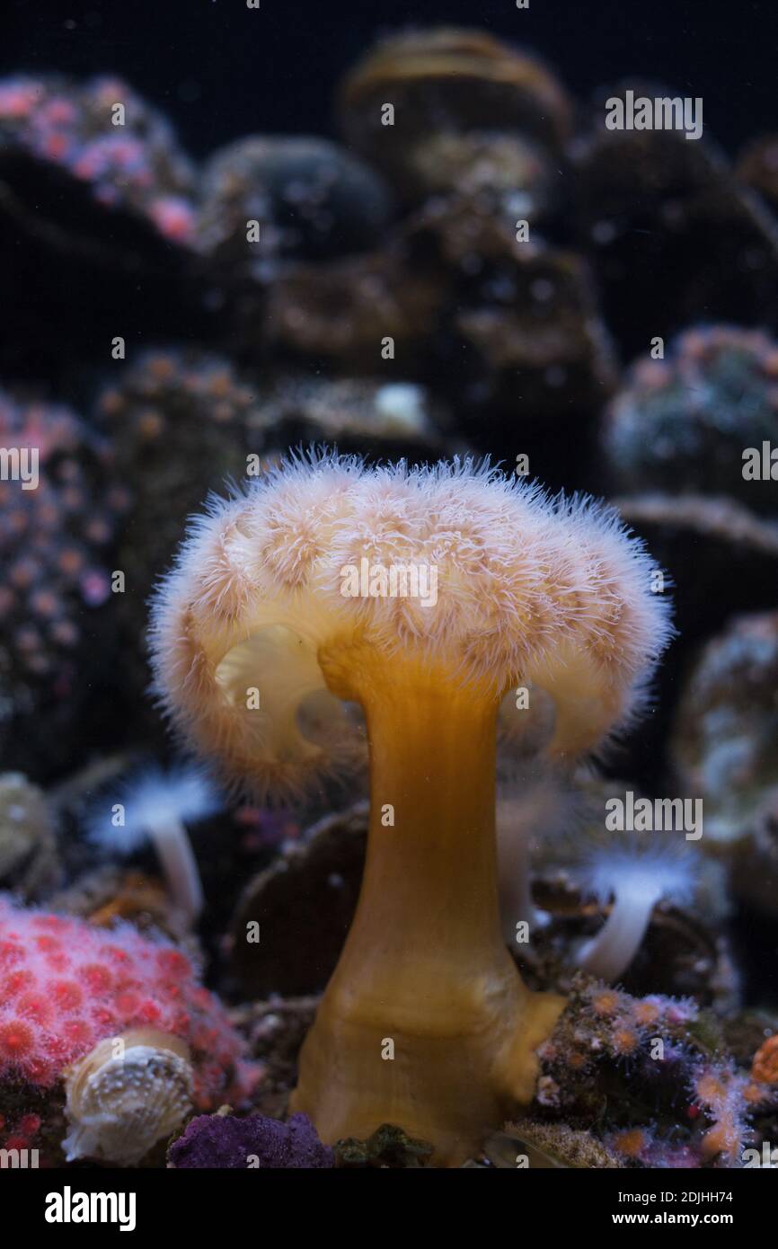 Metridium farcimen - giant plumose anemone. Stock Photo