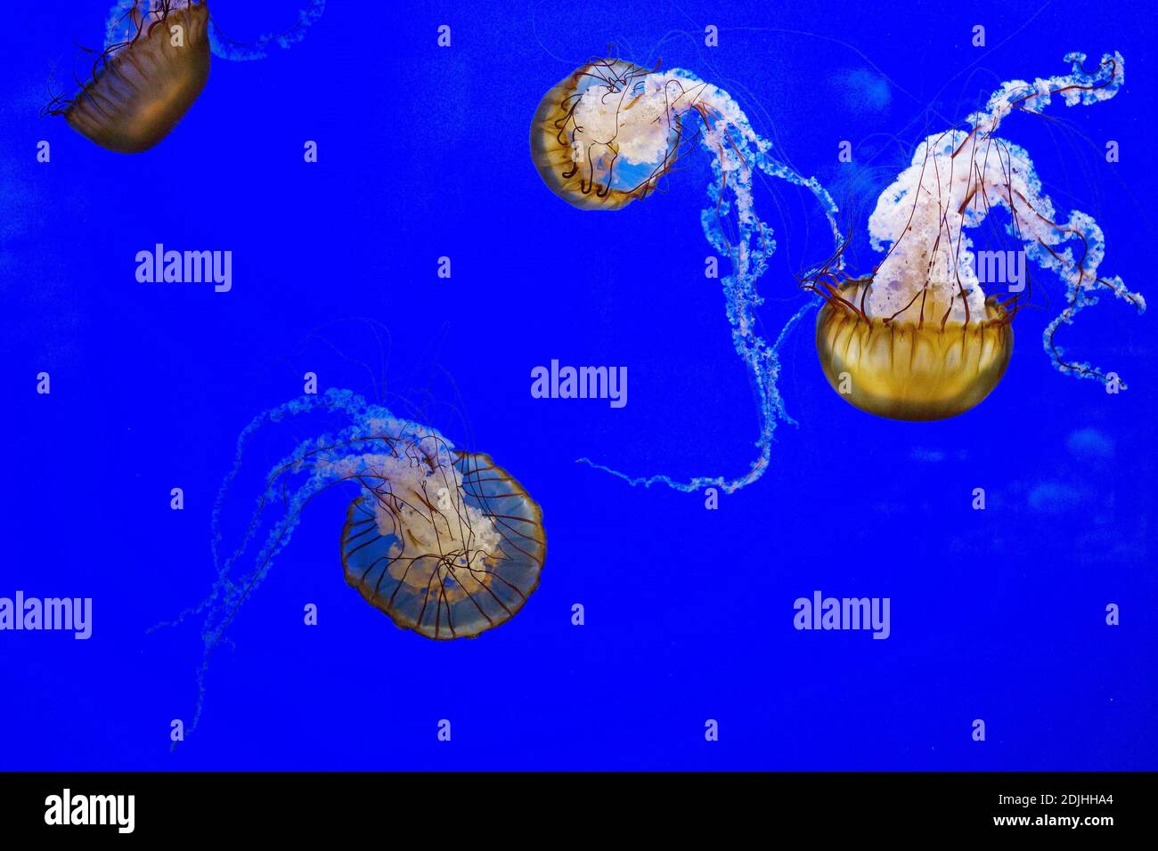 Chrysaora fuscescens - pacific sea nettle. Stock Photo