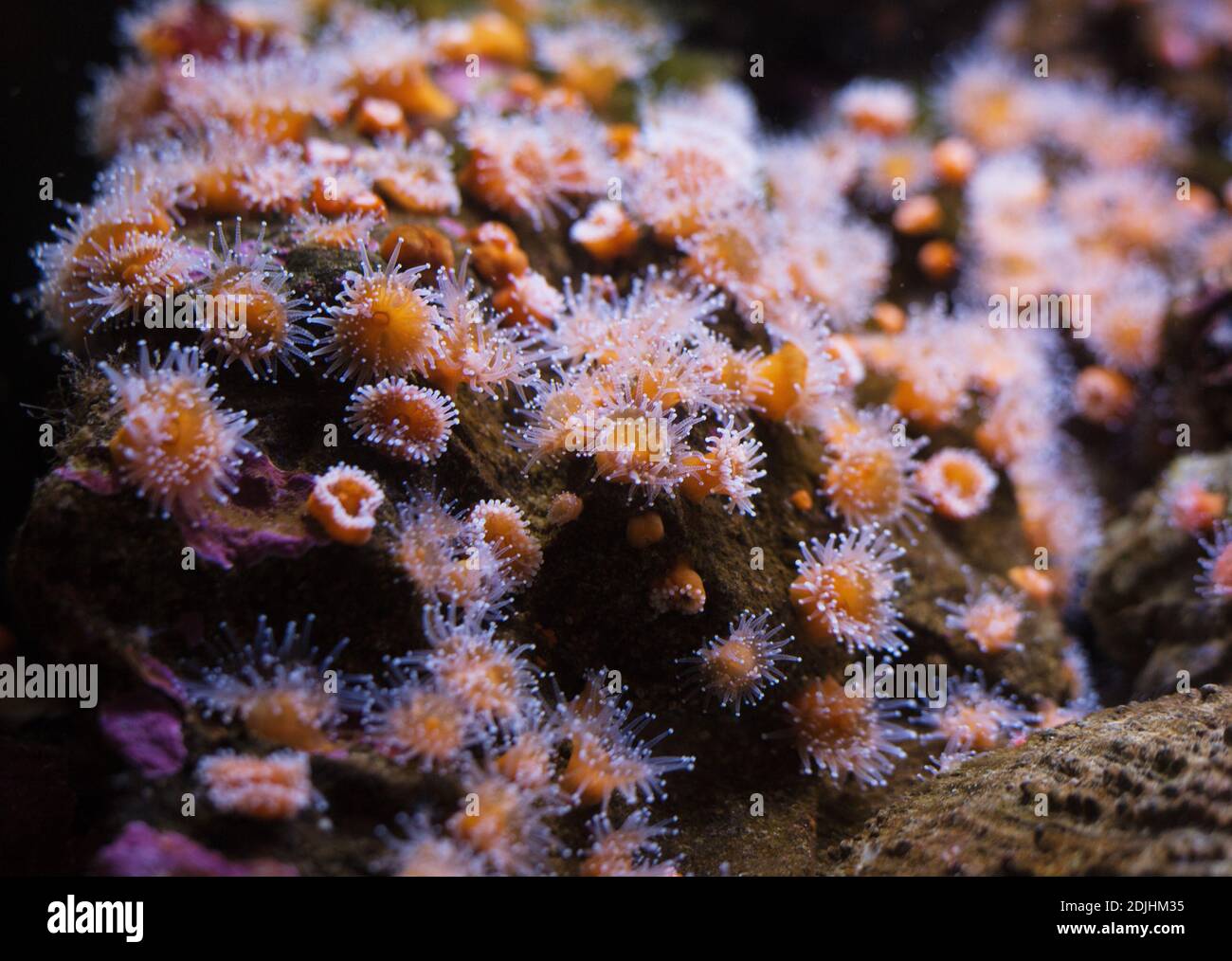 Corynactis californica - strawberry anemone. Stock Photo