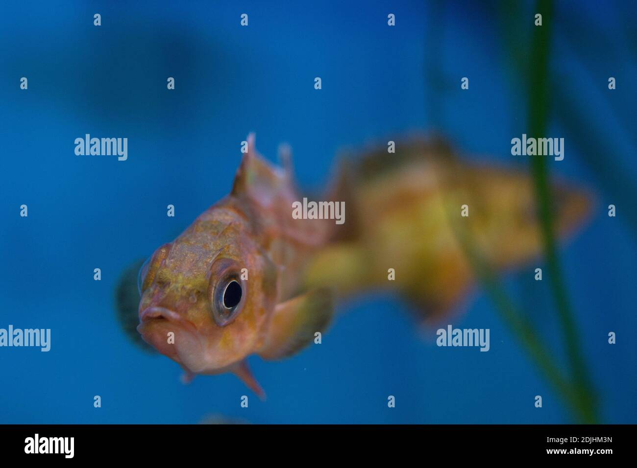 Sebastes diploproa splitnose rockfish Stock Photo Alamy