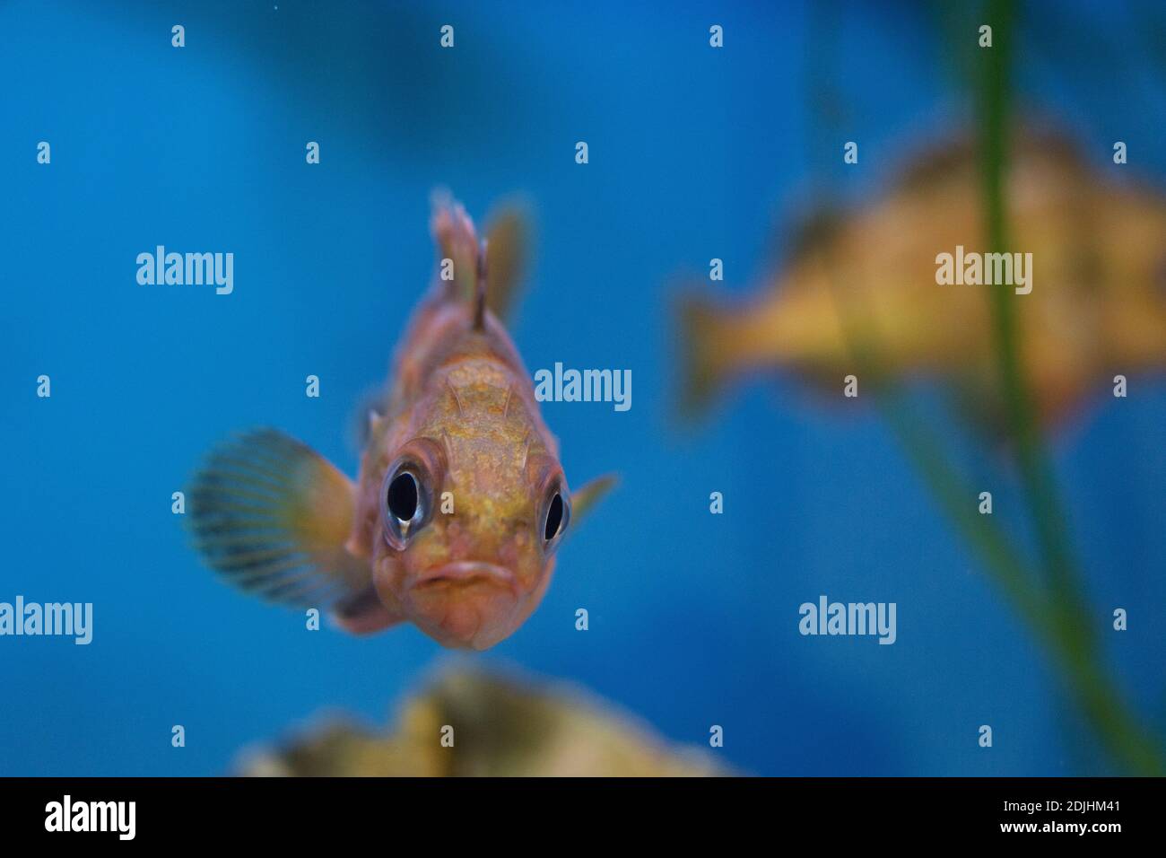 Sebastes diploproa splitnose rockfish Stock Photo Alamy