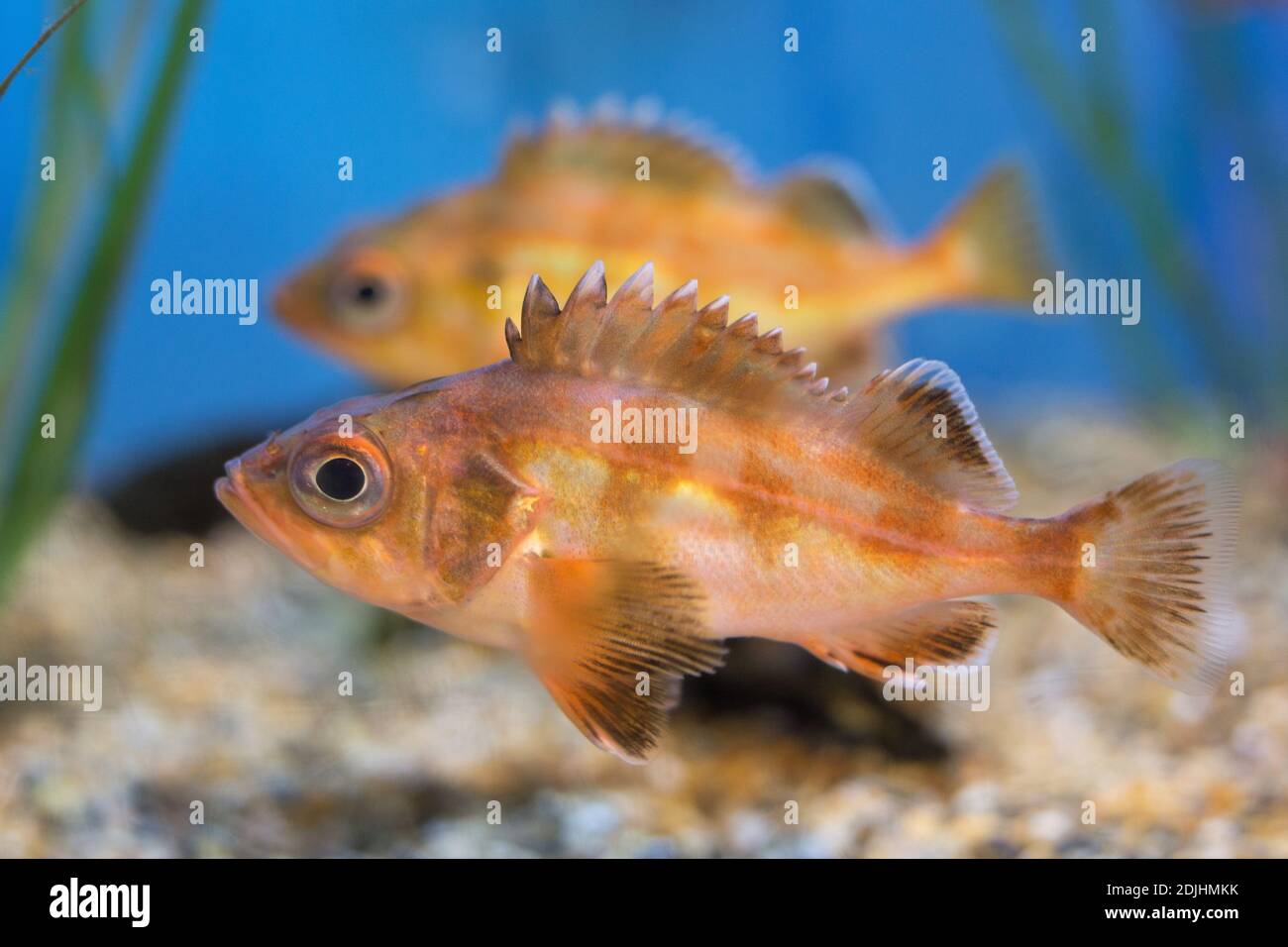 Sebastes diploproa splitnose rockfish Stock Photo Alamy