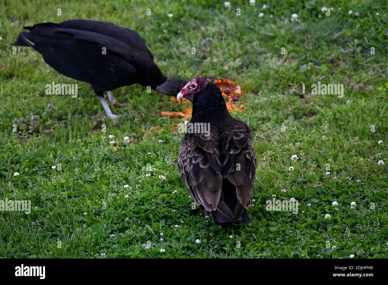 Vultures Eating Leftovers Stock Photo