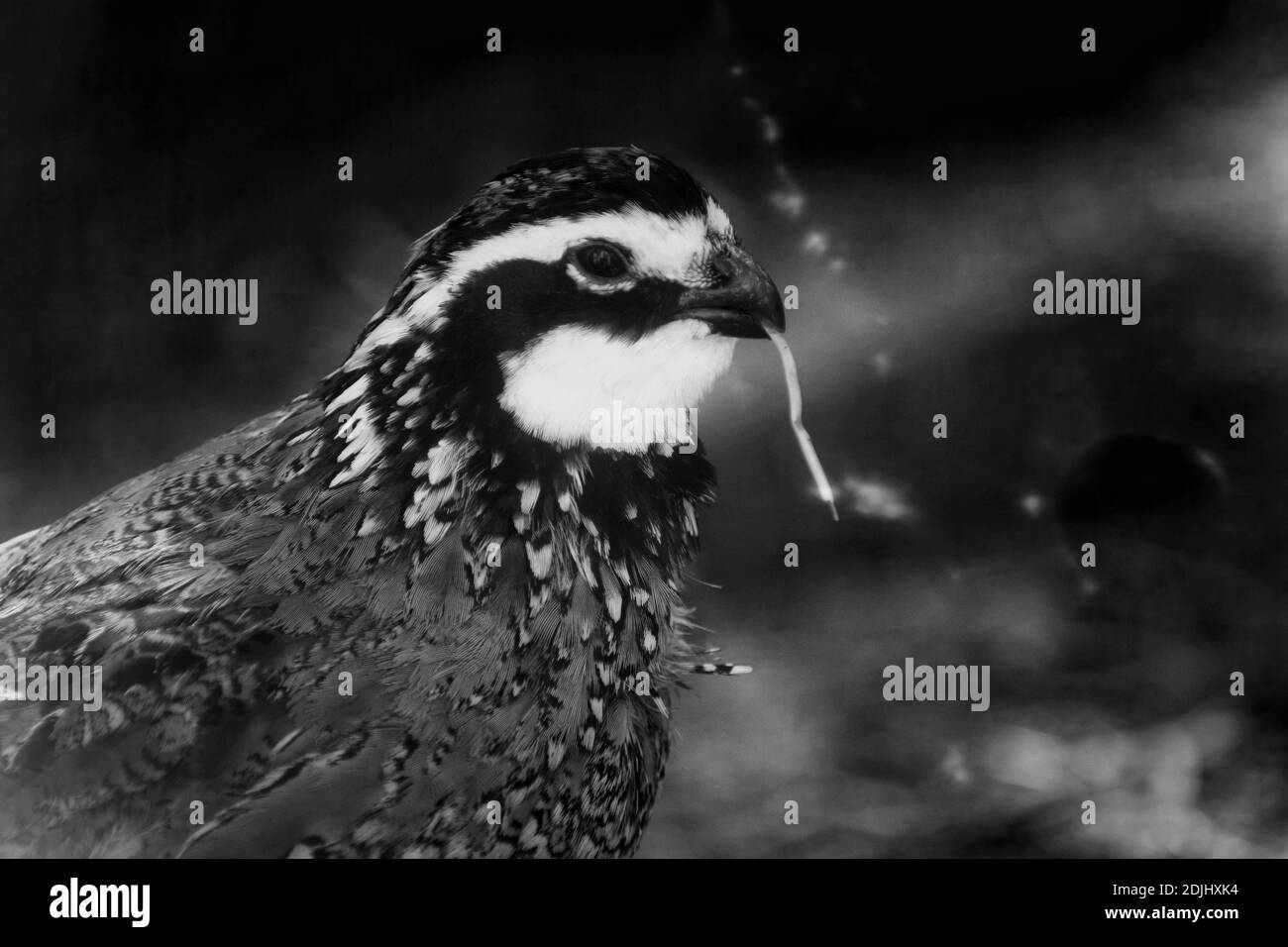 Quail Black and White Stock Photos & Images Alamy