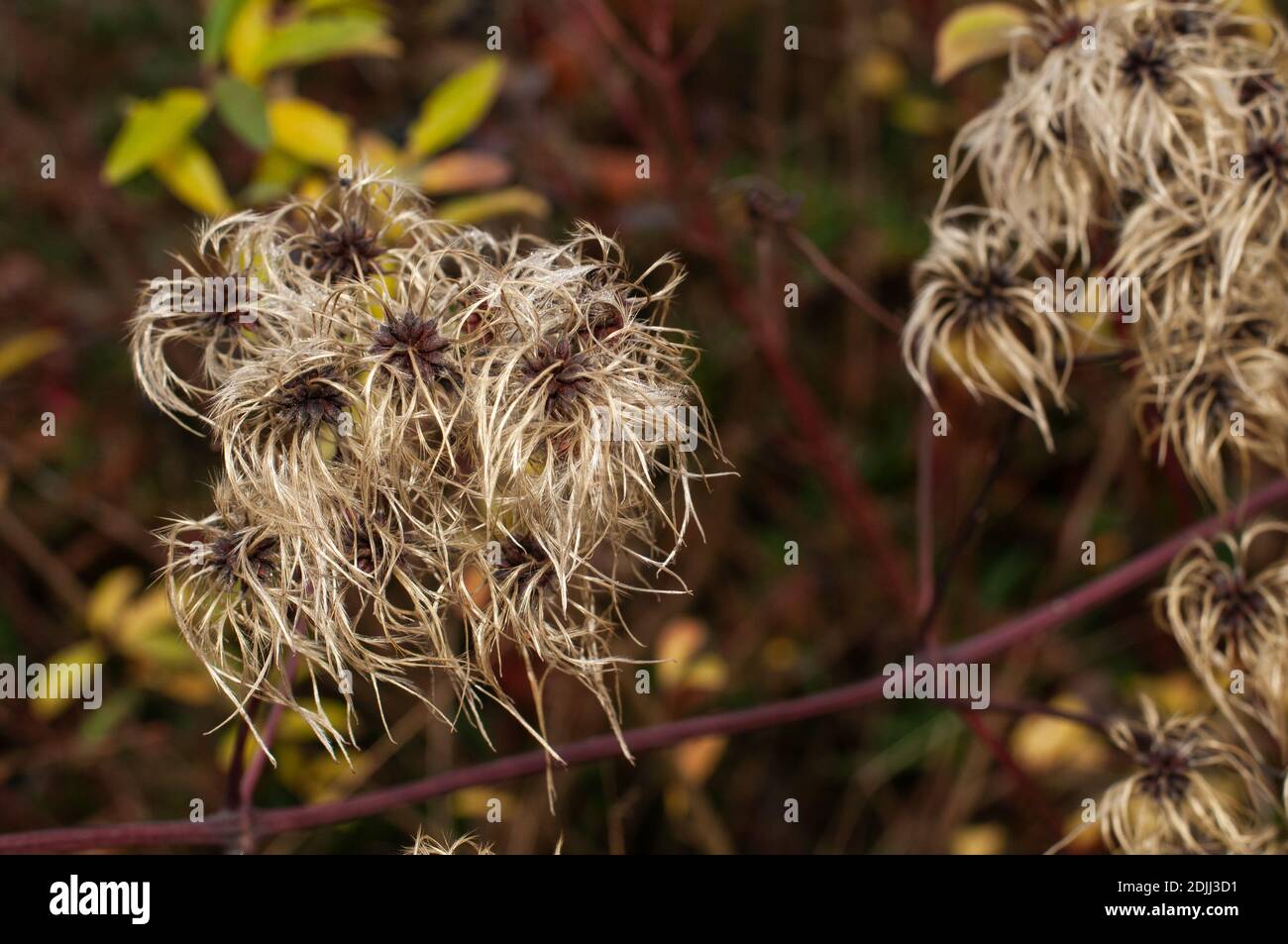 The Seeds Of Clematis Vitalba An Uncultivated Shrub In Autumn Stock the-seeds-of-clematis-vitalba-an-uncultivated-shrub-in-autumn-stock