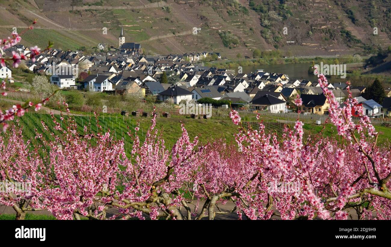 Flowering vineyard peaches near Bremm, Moselle valley, Rhineland-Palatinate, Germany Stock Photo