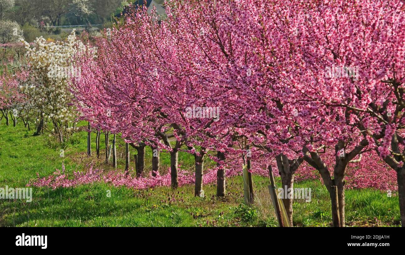 Flowering vineyard peaches near Bremm, Moselle valley, Rhineland-Palatinate, Germany Stock Photo