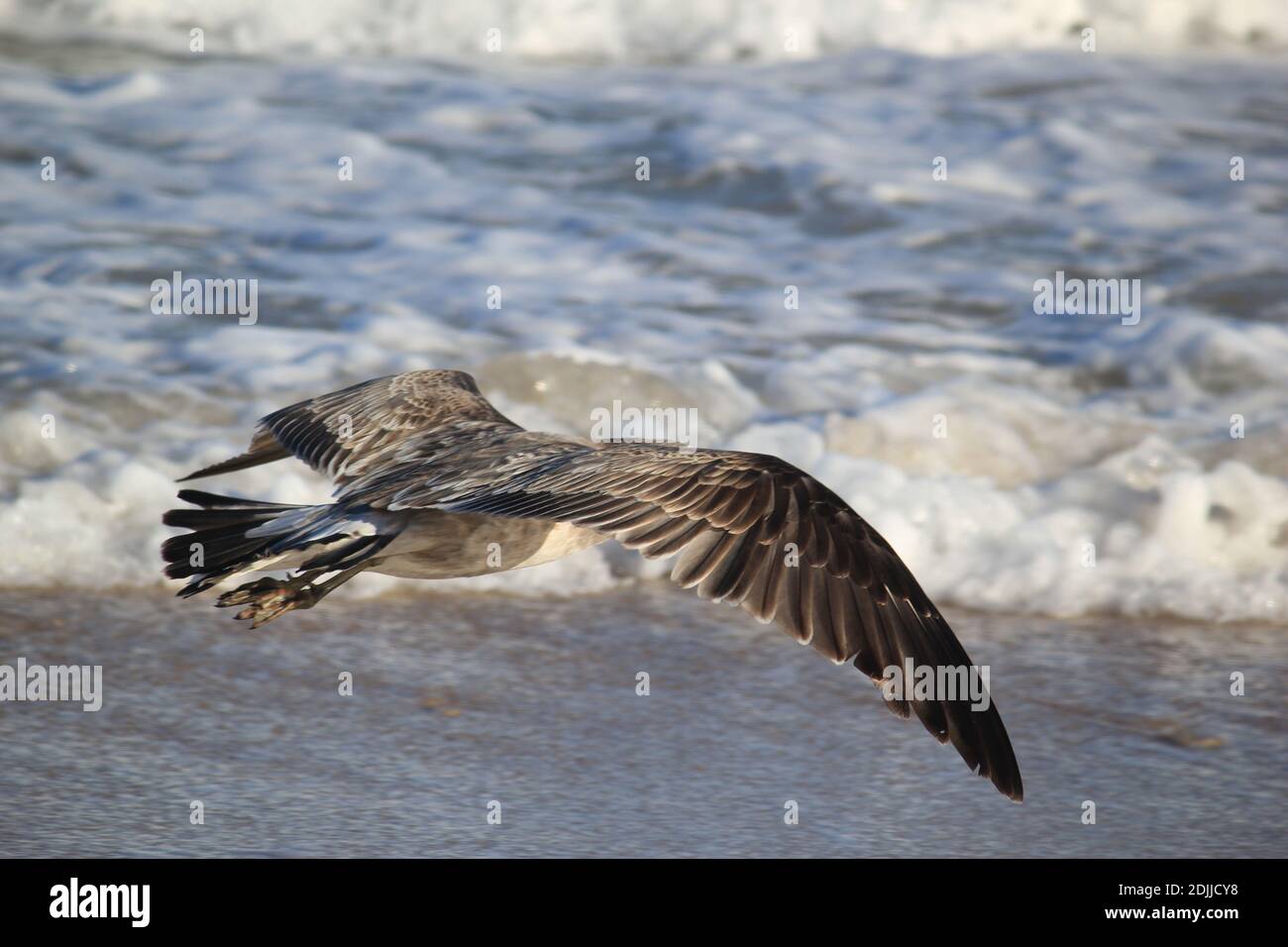 Pacific Seagull Number 4 Fying Over The Sea Stock Photo