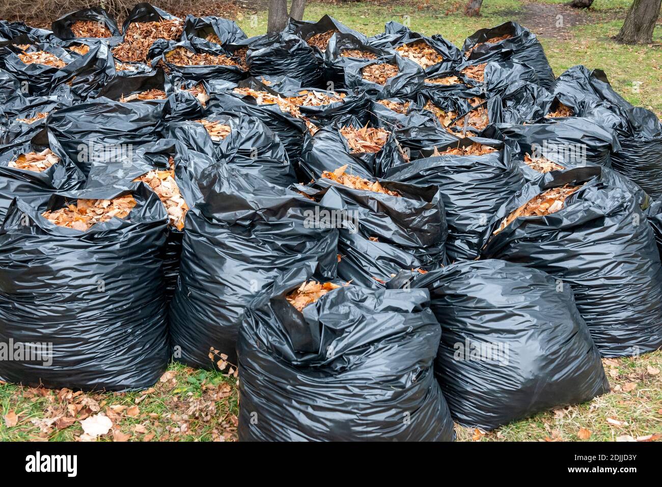 https://c8.alamy.com/comp/2DJJD3Y/bagged-leaves-black-plastic-bags-full-of-dried-leaves-ready-for-collection-in-sofia-bulgaria-eastern-europe-2DJJD3Y.jpg