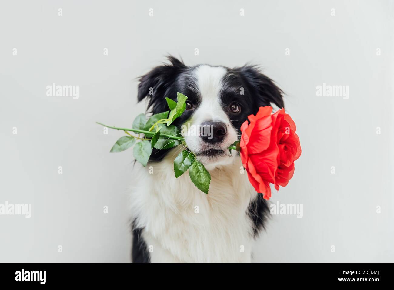 St. Valentine's Day concept. Funny portrait cute puppy dog border ...