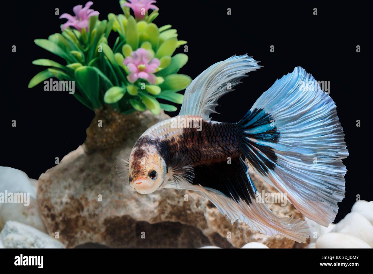 siamese fighting fish tank