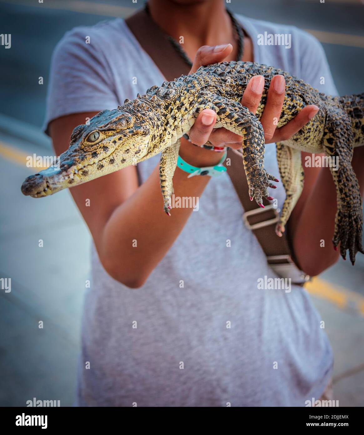 Close up of a baby alligator held in the hands of a young woman in white Tshirt with her arms up to shoulder level Stock Photo
