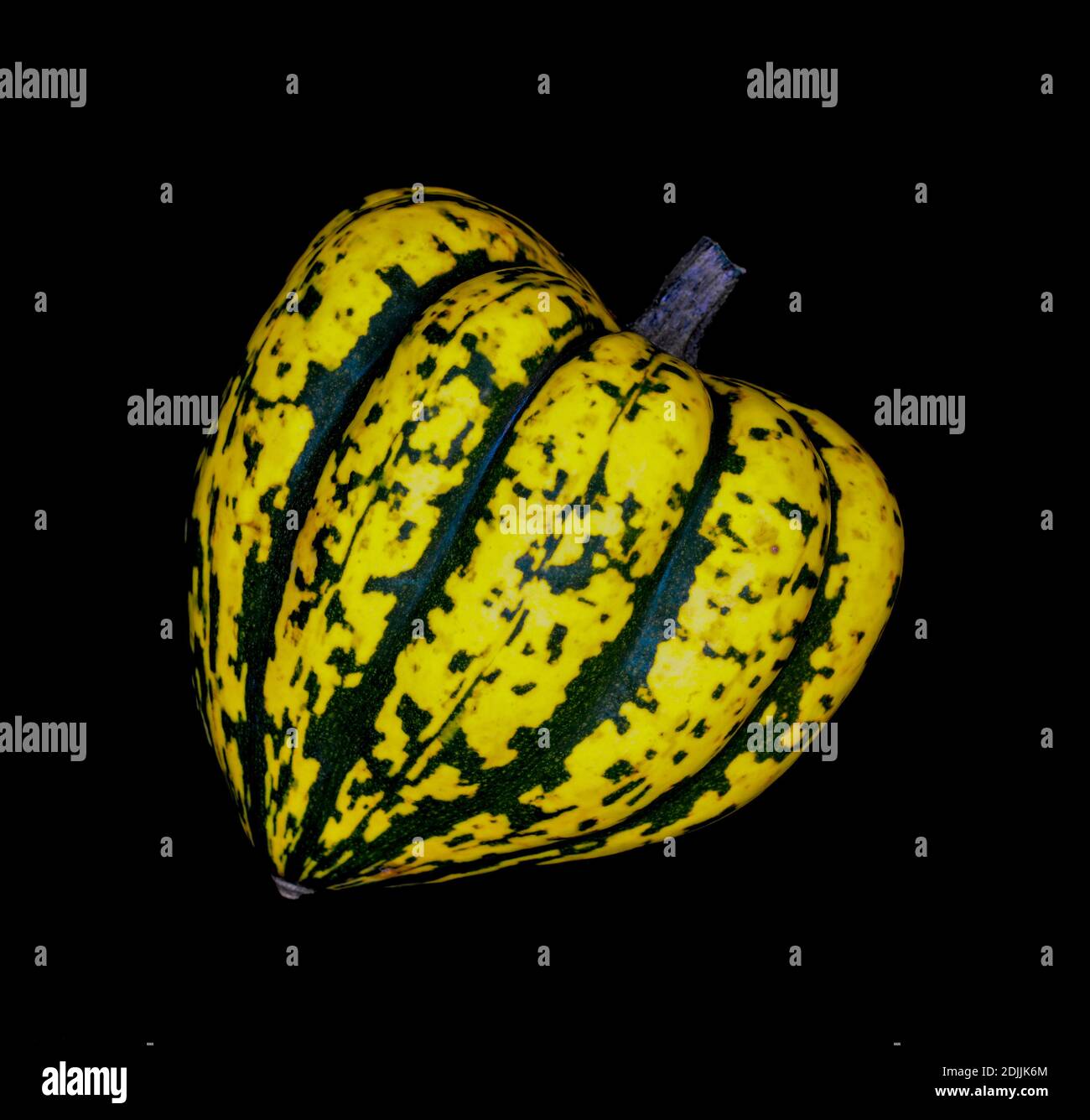 Harlequin Squash on a Black Background. Close up Studio Shot with Copy Space of an exotic, heart shaped, vegetable. Stock Photo