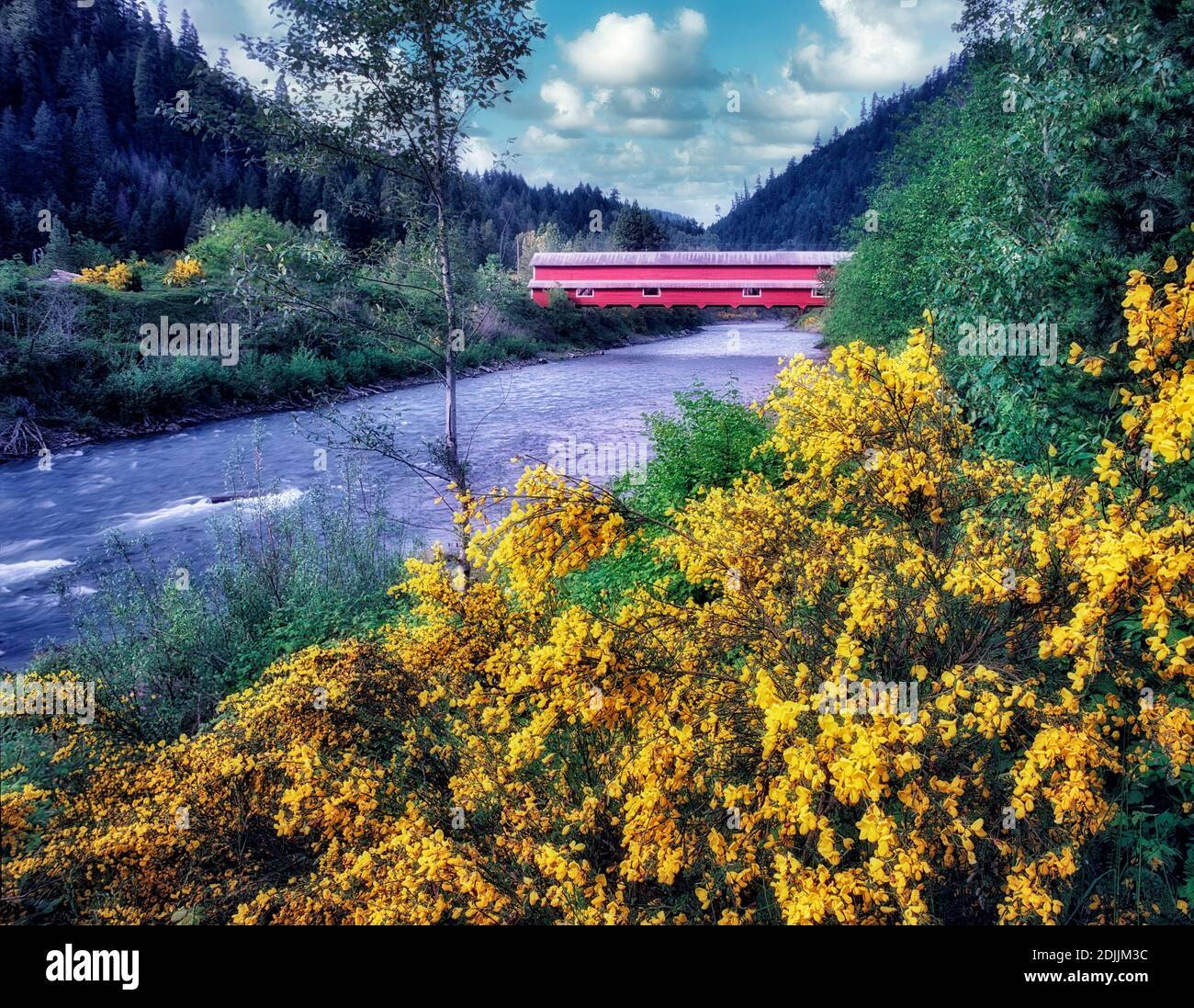 Office Bridge with scotch broom in bloom. Westfir, Oregon Stock Photo