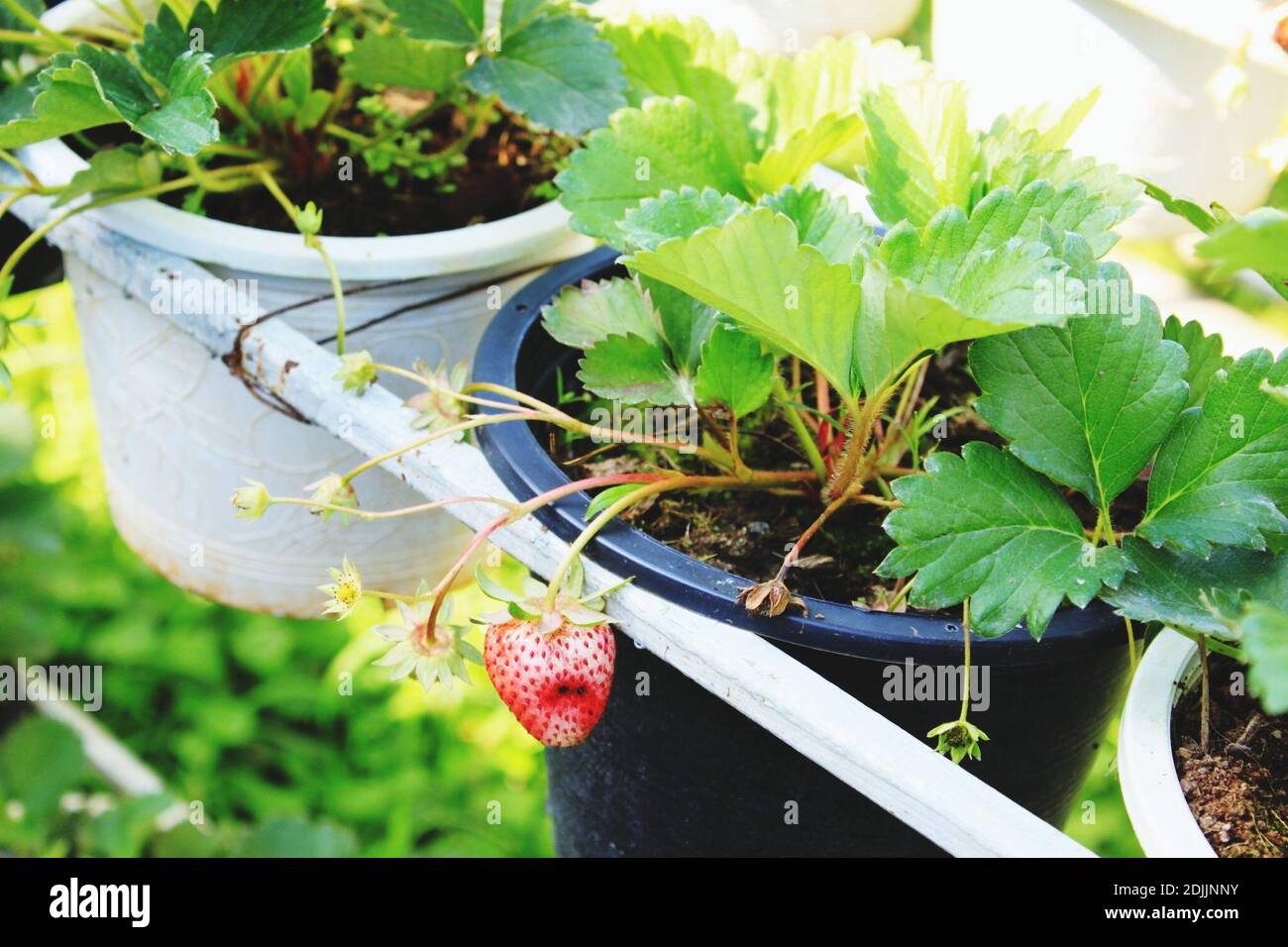 Greenhouse potted strawberry plant hires stock photography and images