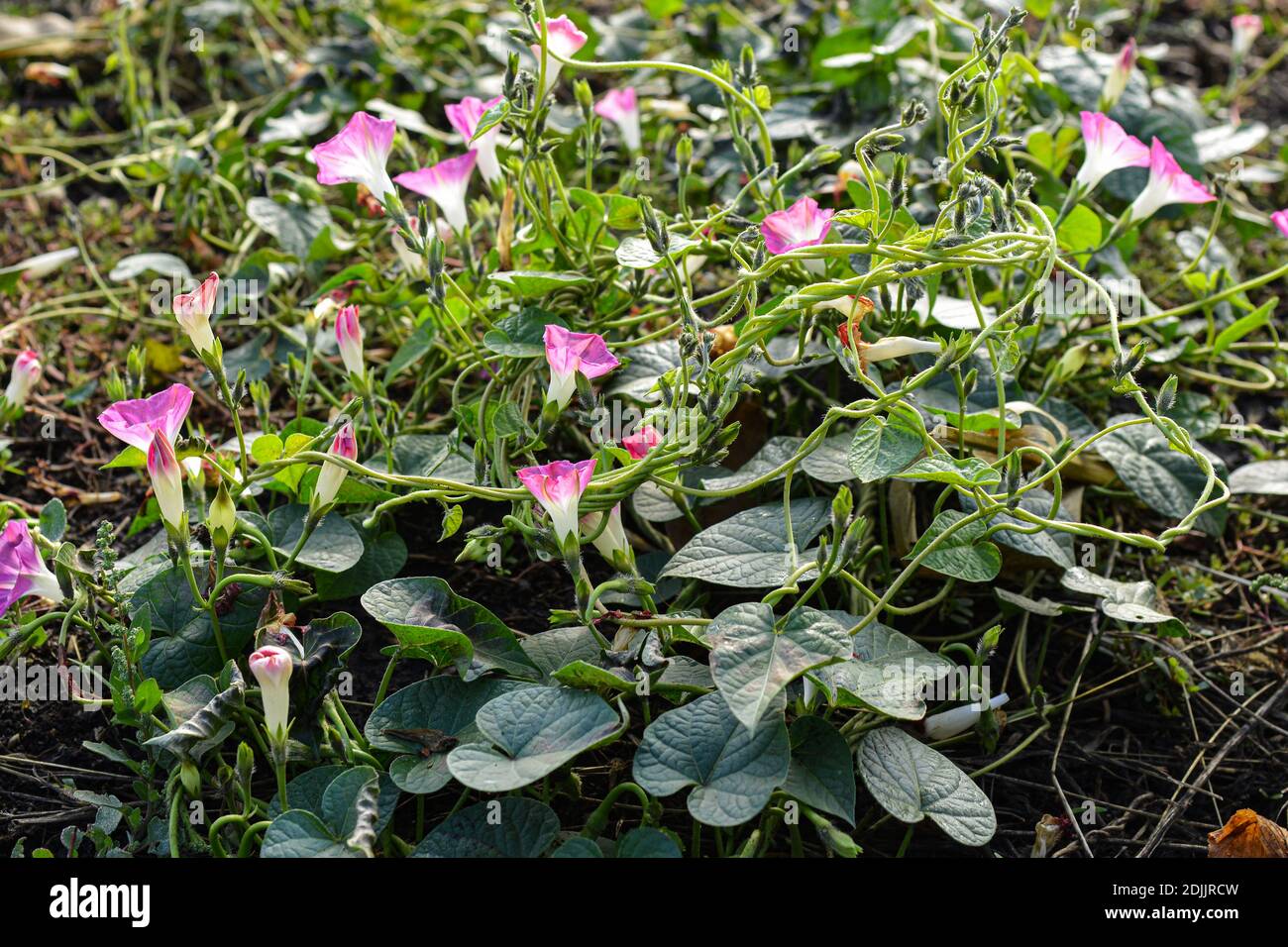 Flowering bindweed, a very vigorus vine that is difficult to remove Stock Photo